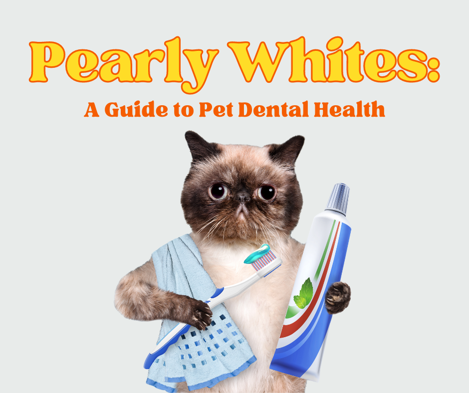 pet dental health