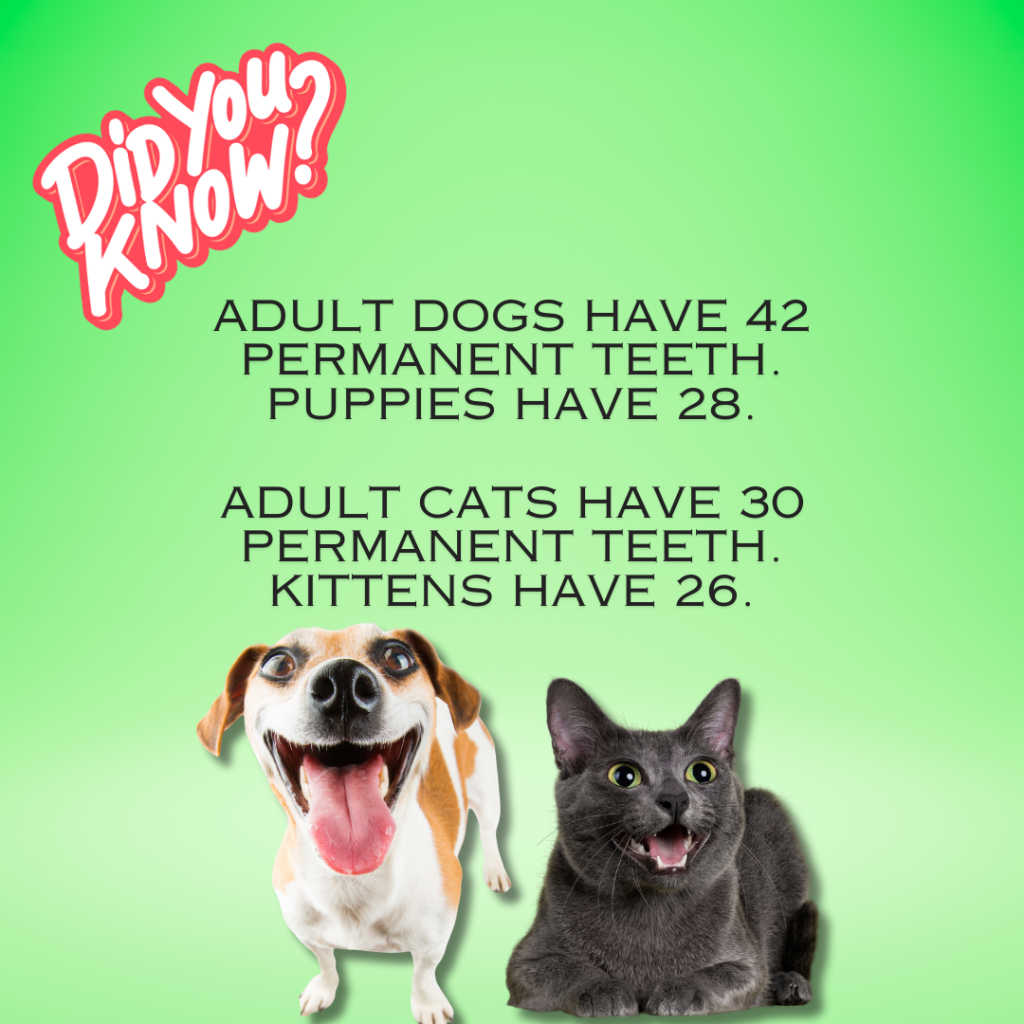 Adult dogs have 42 permanent teeth; puppies have 28. Adult cats have 30 permanent teeth; kittens have 26.
