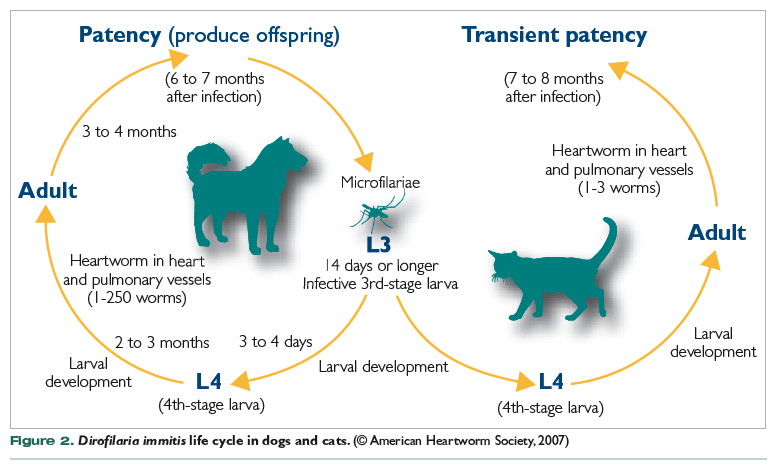 heartworm life cycle in dogs and cats